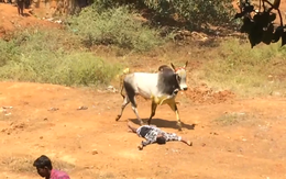 Chàng trai dùng tuyệt chiêu giả chết để trốn bò tót