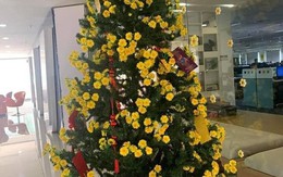 Mai vàng chơi Tết Tân Sửu 'phiên bản nghèo' tạo nét chấn động MXH