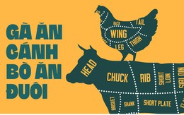 Gà ăn cánh, bò ăn đuôi, liệu có đúng không?