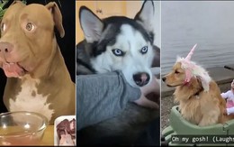 'Những chú chó của năm' giúp con người hóa giải muộn phiền