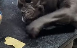 Chú chó tức sôi máu khi chủ lấy miếng ăn của mình cho người khác