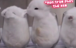 Cười xỉu với màn lồng tiếng 'bé thỏ hôn trộm crush ngủ'