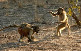 Tôn Ngộ Không đại náo Tây Du Ký nhờ loại võ có thật ngoài đời