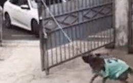 Chú chó biết mở cổng cho chủ lái ôtô vào