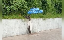 Màn vượt tường 'đỉnh chóp' của rái cá và 'đồng bọn'