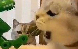 Chú mèo nổi quạu với đồng loại khi bị chủ trêu không cho đồ ăn
