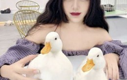 Giới trẻ Trung Quốc nuôi vịt làm thú cưng, mở quán để khách sống ảo