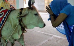 Người Ấn Độ phẫn nộ vì chính quyền bang ra sức bảo vệ bò