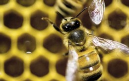 Hà Lan huấn luyện ong phát hiện COVID-19