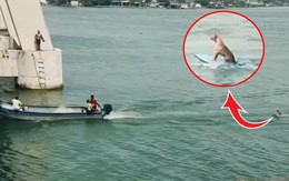 Chú chó lướt ván chuyên nghiệp trên sông