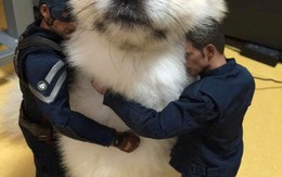 Ảnh vui 11-5: Cô dâu mùa COVID-19 ngầu thần sầu với khẩu trang lạ