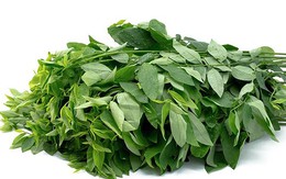 Rau ngót: 5 bài thuốc trị bệnh trong Đông y