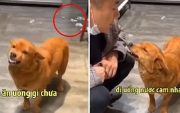 'Cậu Vàng' cười thảo mai, giả vờ hỏi han chủ để trốn tội