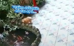 Chú chó hung hăng chửi đàn cá, cuống cuồng kêu cứu khi ngã xuống ao