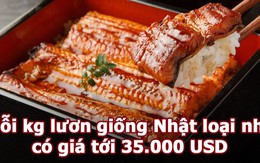 Vua Còm 25/5: Mỗi ký lươn Nhật giá hơn 800 triệu, tại sao đắt thế?
