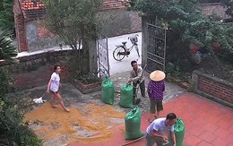 Hàng xóm giúp đỡ nhau cào lúa chạy trời mưa