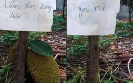 Ảnh vui 29/5: Chủ vườn mất sạch vì khoe 'Mít chua lắm, đừng hái'