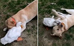 Gặp lại nhau, đôi bạn thân chó và vịt ôm nhau quấn quýt