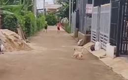 Đám trẻ trêu chó bị rượt chạy té khói