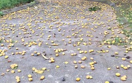 Ảnh vui 4/6: 'Mèo nhà ai mang về dùm chứ... nuôi sao nổi'