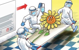 'Phi vụ' giải cứu hoa Đà Lạt trị giá cả trăm tỉ