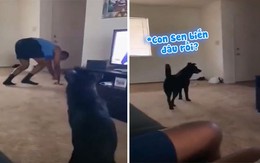 Chú chó giả vờ ngáo ngơ không nhìn thấy chủ ngồi trên ghế