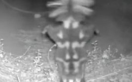 Chồn hôi trồng chuối, nhảy hiphop trước camera