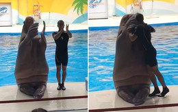 Chú hải cẩu làm trò rồi hôn trộm anh huấn luyện viên