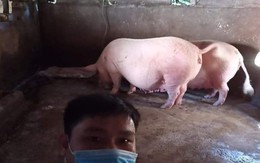 Ảnh vui 22/6: Lợn được lắp máy lạnh nhờ combo 'trời nóng - sắp đẻ'?