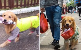 Chú chó golden dành cả thanh xuân để giúp chủ xách đồ