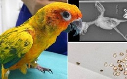Vua Còm 29/6: Vẹt thành 'pet cưng bạc tỉ' vì nuốt 21 viên kim cương