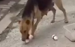 Chó mẹ què chân, chạy khắp phố xin đồ ăn cho đàn con trong rừng