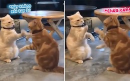 Hai chú mèo trao đổi chiêu thức như tập dưỡng sinh