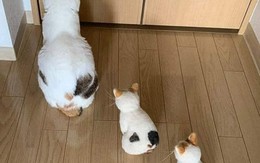 Ảnh vui 16/7: Ai hành lá, ớt trái, trứng gà... tặng phát cưới luôn!