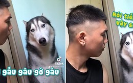 Husky ngơ ngác khi cậu chủ phát âm sai chính tả
