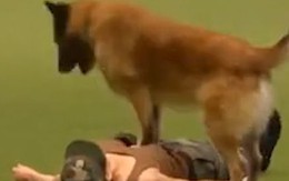 Chú chó biết hô hấp nhân tạo khi chủ giả vờ ngất