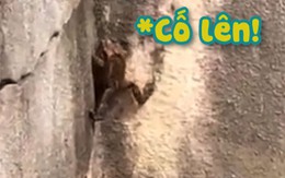 Con cóc số nhọ vừa leo lên được bờ ao thì gặp 'kẻ trời đánh'