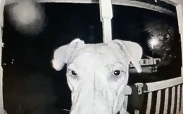 Vua Còm 9/8: Cô chó thông minh, rung chuông để báo hiệu 'đã về nhà'