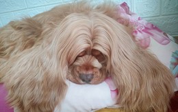 Ảnh vui 10/8: Fan phim Hàn bắt thóp 'cái loại không có nổi 1000 tỷ'