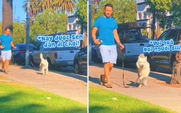 Chú chó yêu đời nhảy chân sáo khi được chủ dẫn đi chơi