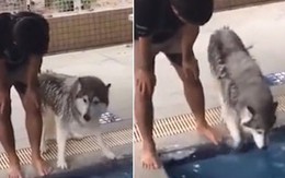 Husky lười tắm, cãi Sen chem chẻm