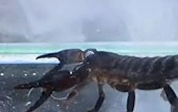 Cuộc chiến giữa cua và bò cạp