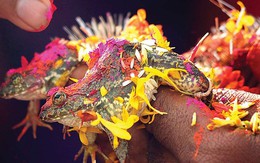 Vua Còm 18/8: Đôi ếch ộp bị ép ly hôn vì trời mưa quá nhiều