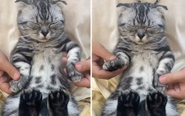 Chú mèo được sen dạy nhảy poping siêu đỉnh