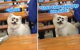 Chú chó được chủ make up chân mày để đi ăn ốc