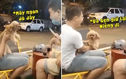 Những chú chó hổ báo cậy có chủ bên cạnh