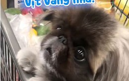 Bé chó nhõng nhẽo đòi cô chủ mua vịt đồ chơi