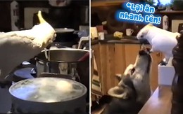 Vẹt trộm đồ ăn san sẻ cho chú chó