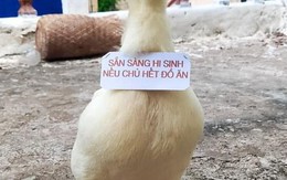 Ảnh vui 5-9: Chân dung chú vịt sẵn sàng hi sinh nếu chủ hết đồ ăn