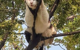 Ảnh vui 13/9: Sau xe cá viên, xe chuối nướng 'vào trận' chống dịch